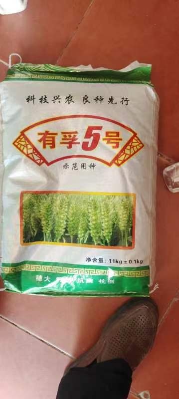 有孚5号  熟期中  抗病穗腐 优质 抗倒伏