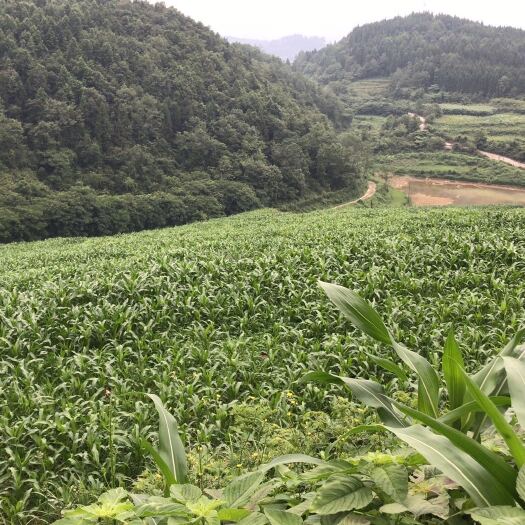 开阳县青储玉米