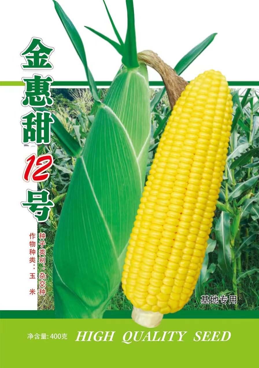 南靖县金惠甜12号鲜食甜玉米种子