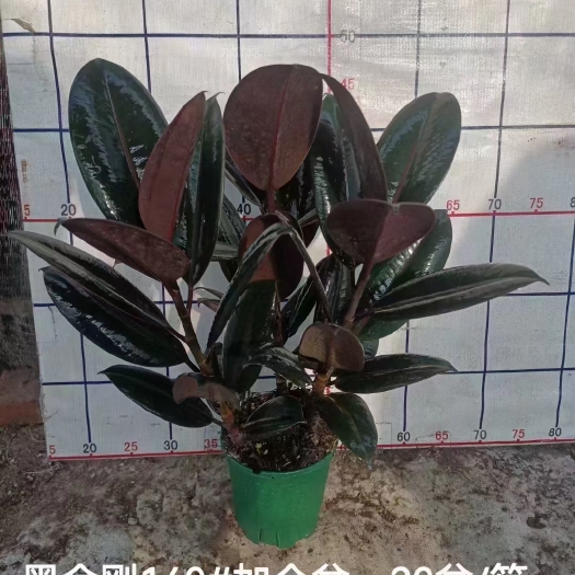 广州橡皮树黑金刚橡皮树盆栽净化新鲜空气居家室内室外常备绿植盆栽。