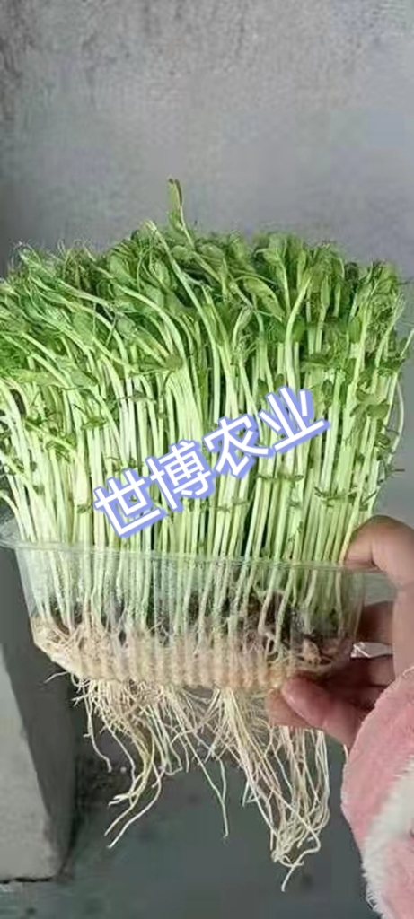 习水县豌豆苗