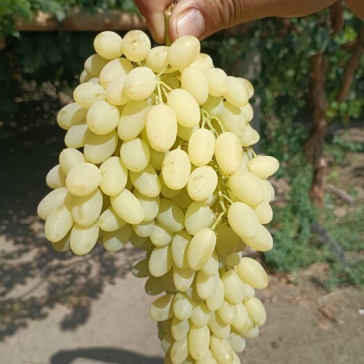 鄯善县新疆吐鲁番鄯善无核白葡萄