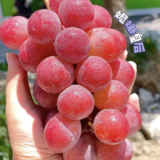 泰安妮娜皇后葡萄苗  嫁接苗  品种保真  发货保湿  量大优惠