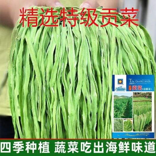 河间市贡菜种子爽脆耐寒耐热响菜山蛰菜四季农家菜园蔬菜种籽四季播种