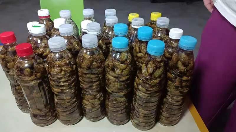 长垣市杜仲金蝉