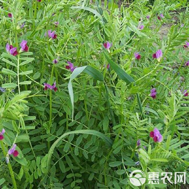 箭筈豌豆种子粮食饲草兼用轮作绿肥箭筈豌豆野豌豆大巢菜种籽牧草