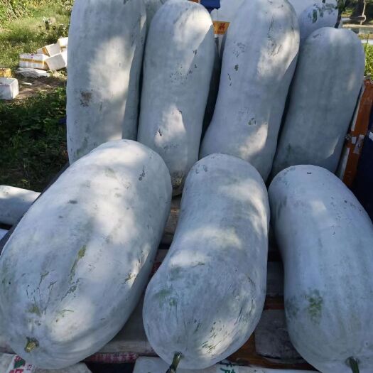 东安县白皮冬瓜