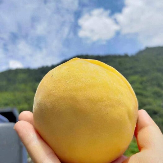 炎陵县湖南高山炎陵黄桃