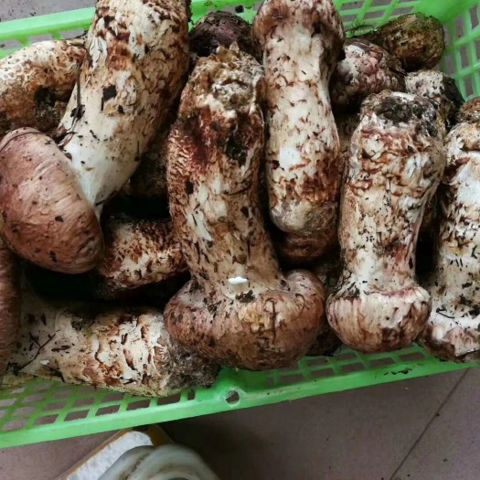 保山菌中之宝的松茸的“菌子天堂”，当地人喜欢叫“箐鸡枞”