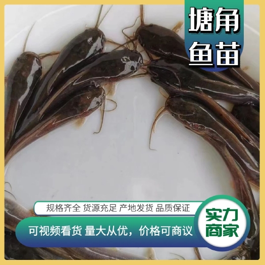 广州塘鲺鱼苗，塘角鱼苗，中华三黄塘鲺鱼苗，杂交本地塘鲺鱼苗