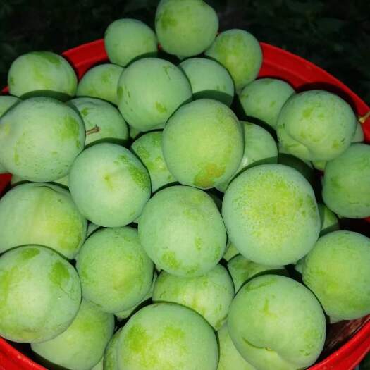 茂县阿坝州茂县羌脆李
