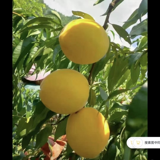 炎陵县炎陵黄桃