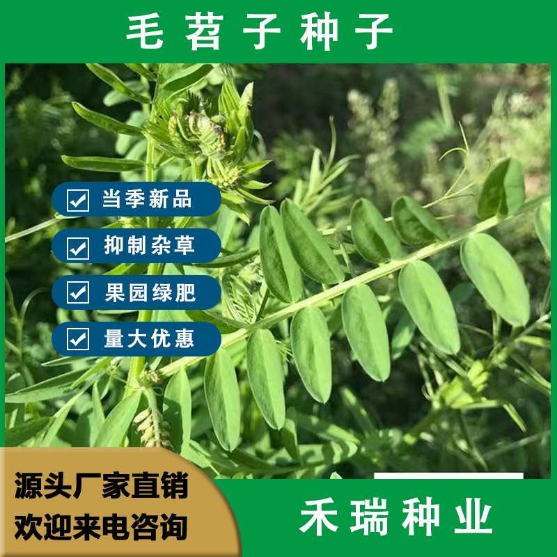 毛苕子种子，绿肥种子，果园绿肥花卉蜜源牧草种子量大批发