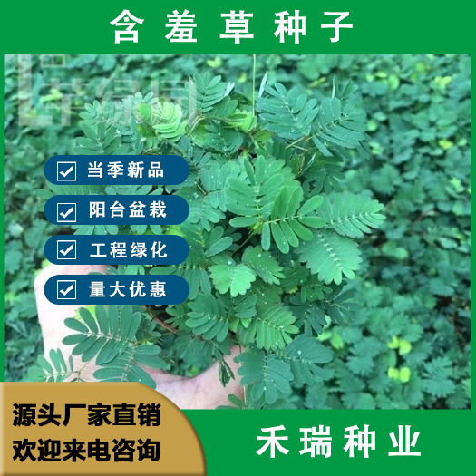 南京四季含羞草种子种籽，小盆栽植物室内阳台绿植草籽趣味害羞草子