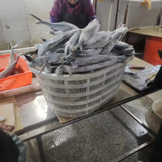 福州马胶鱼 鳗鱼 纯肉 质量优质 价格优势