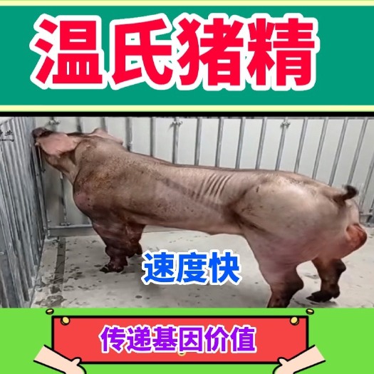 郑州温氏猪精纯种公猪现采鲜精身高体长肌肉发达长速快瘦肉多顺丰包邮