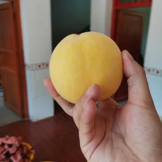 炎陵县炎陵黄桃