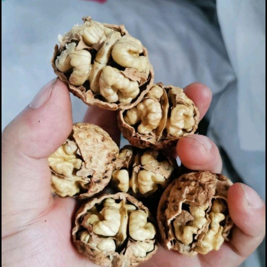 陆丰市云南核桃，刚采摘的新货，价格美丽，欢迎咨询