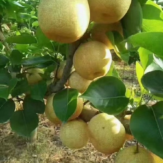 翁源县水晶梨批发价格优惠