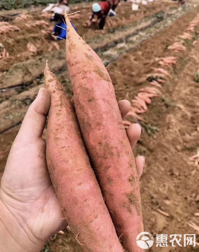 电商一件代发大果烟薯25蜜薯烤地瓜红薯红心山芋烤薯店专用