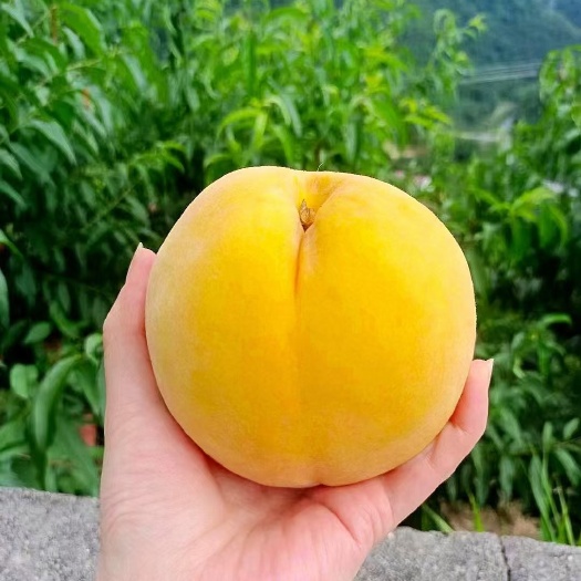 炎陵县炎陵黄桃果园直发，精品大果，品质保障