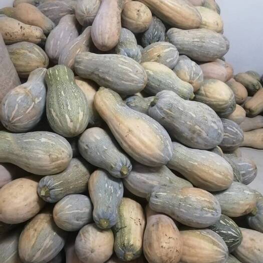 开阳县密本南瓜