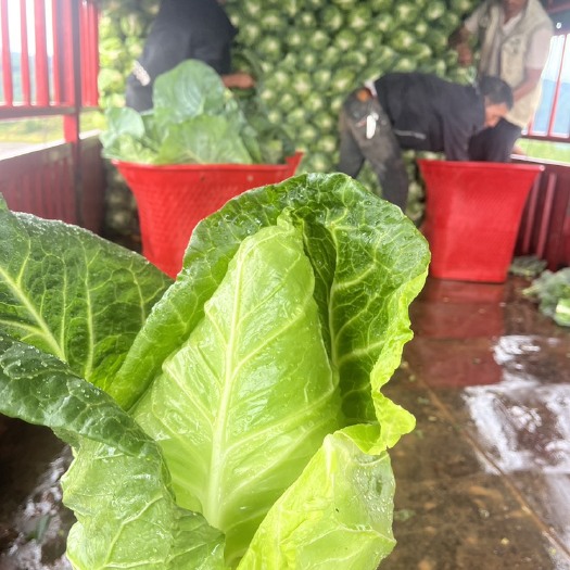 永善县云南昭通 高山冷凉蔬菜 牛心甘蓝