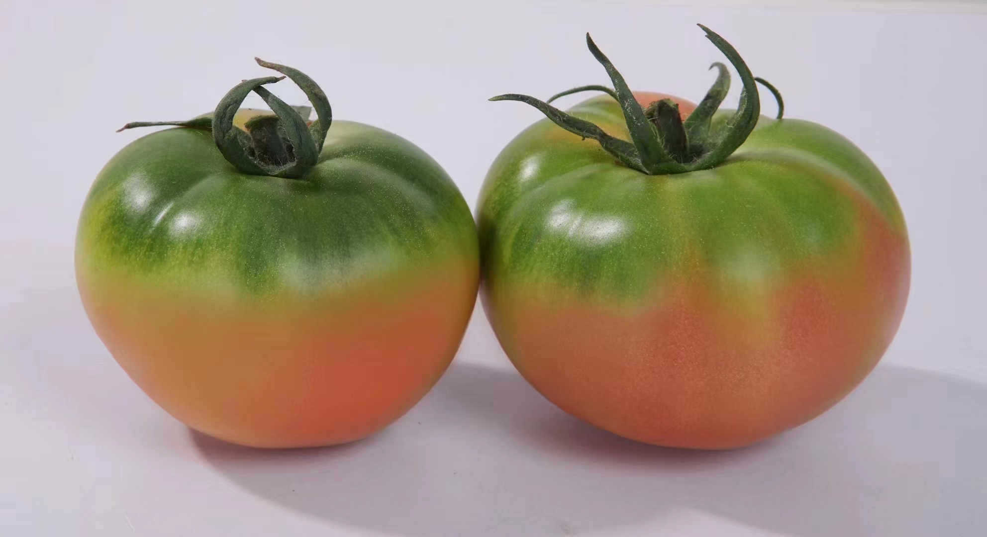 大草莓西红柿苗-蜜鲁蜜粉