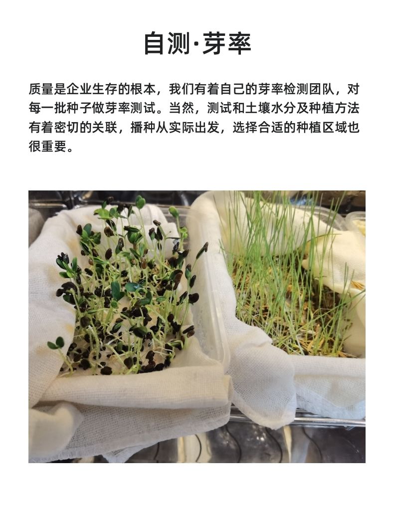 沙蒿种子，牧草种子多年生薄蒿草荒漠蒿籽 生态植物草种子批发