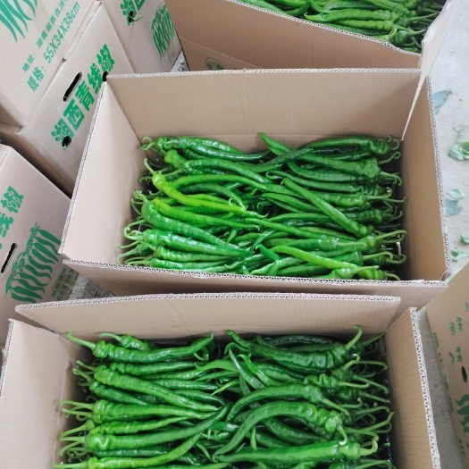 吉首市大青螺丝线椒，颗粒饱满，质量优越