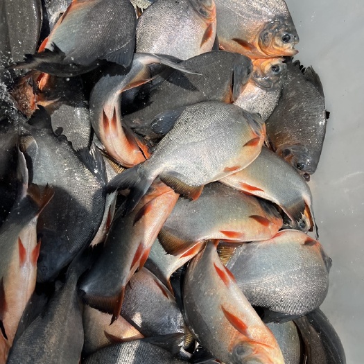 湖州红鲳 垂钓专用 食用 保证质量 价格优惠 成活率好