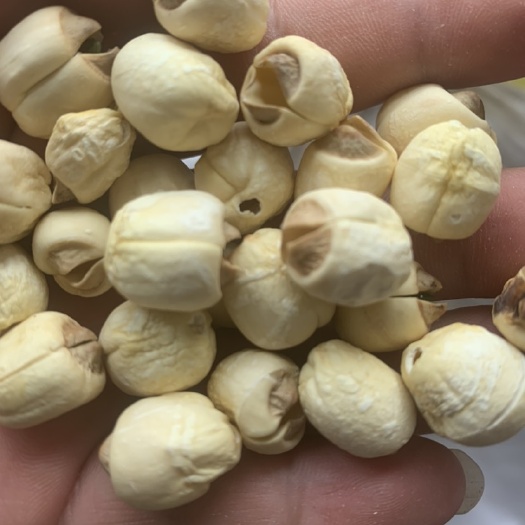 湘潭县湖南湘潭一级无硫大粒手工打造白莲子 预包装 天然干货