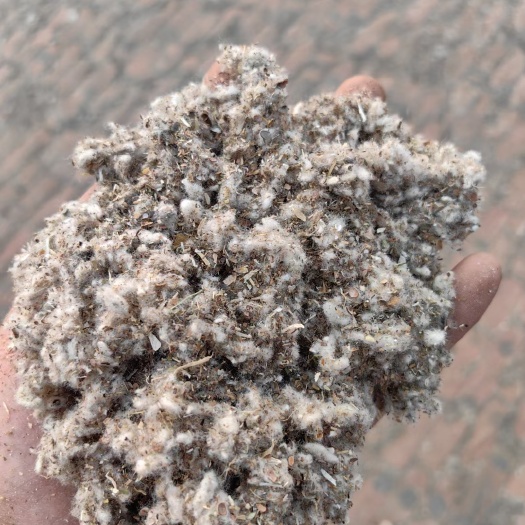 正定县多次除尘棉渣可代替部分牧草降低成本可代替棉壳提高菌菇出茹
