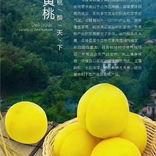 炎陵县美女发货果肉饱满圆润味道香甜酥脆