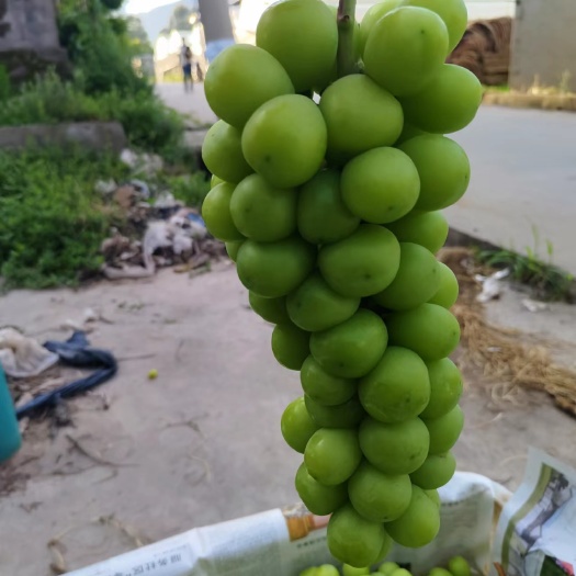 西昌市阳光玫瑰葡萄
