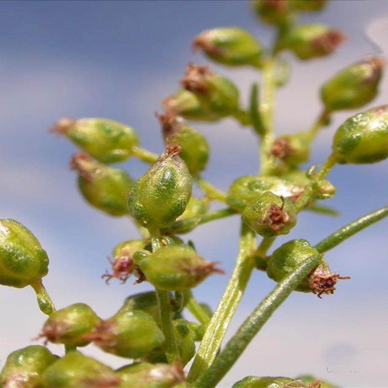 沙蒿种子，牧草种子多年生薄蒿草荒漠蒿籽 生态植物草种子批发