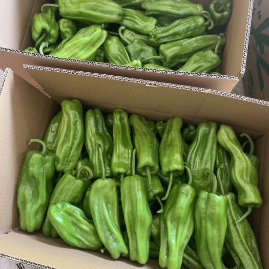 长阳县【推荐】湖北高山薄皮青椒产地直供对接全国市场商超量大优惠