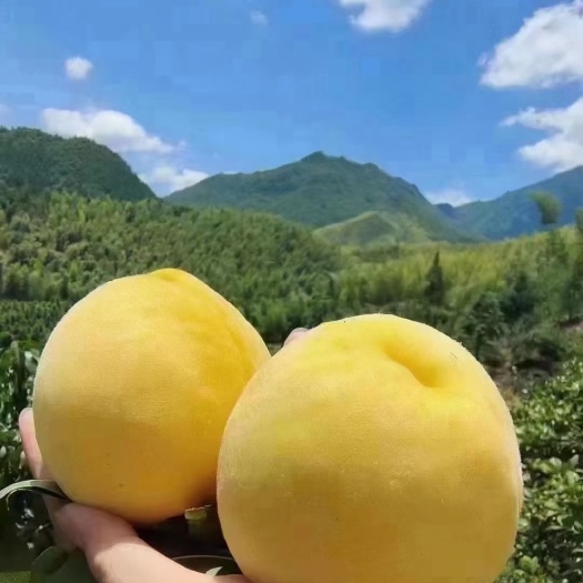 炎陵县炎陵黄桃等高山水果，新鲜采摘，果大，桃香味浓可口！