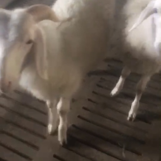 小尾寒羊公糕