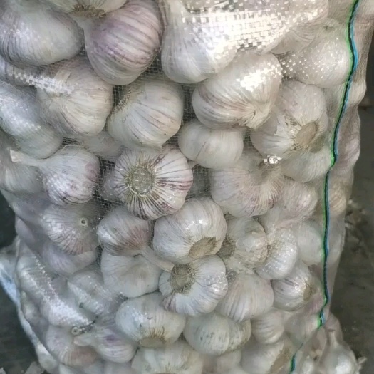 金乡县大蒜