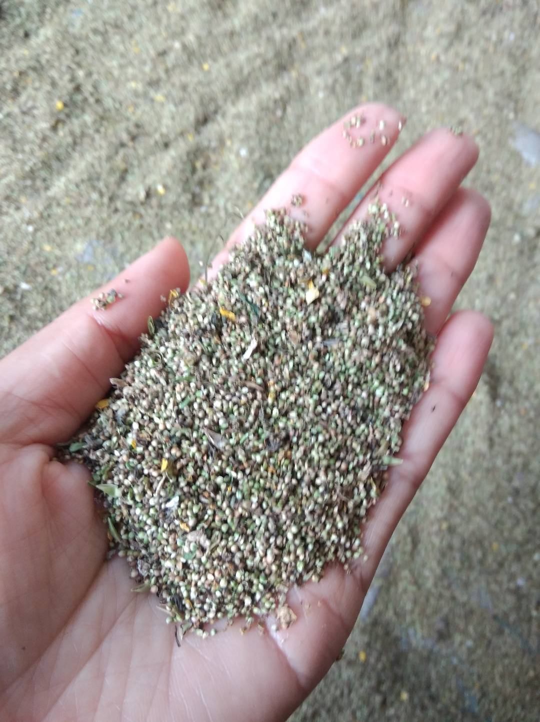 遂平县猫爪草种子