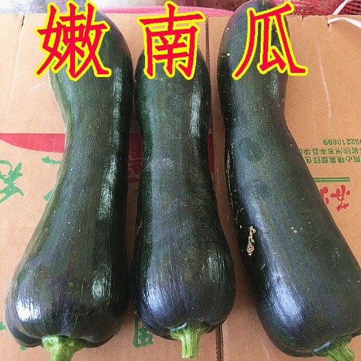嫩南瓜