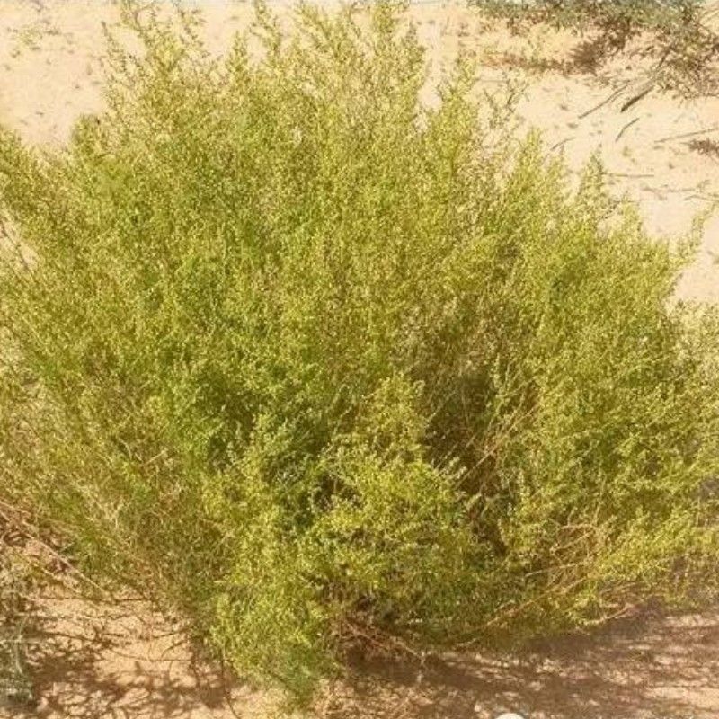 沙蒿种子，牧草种子多年生薄蒿草荒漠蒿籽 生态植物草种子批发