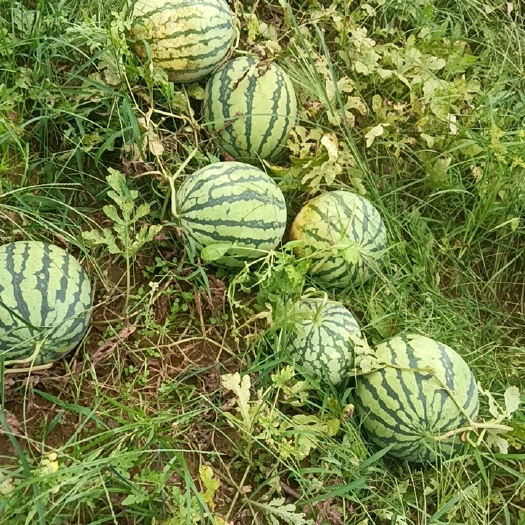 麒麟瓜