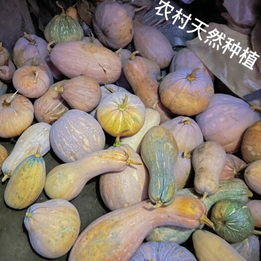 吉安新品种老南瓜，蜜本南瓜，农民自种，天然食品，不打农药，非常好