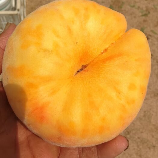 莒县山东毛蟠11大量上市