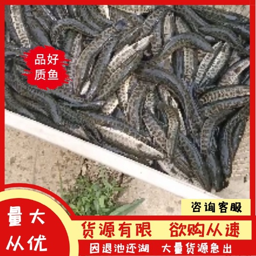 微山湖黑鱼苗，质优价美，品质上层。