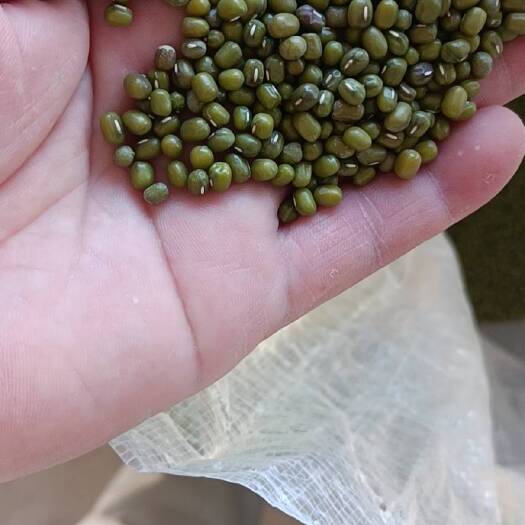 绿豆 今年新绿豆 无铁豆 颗粒大 口感好 下锅好煮开