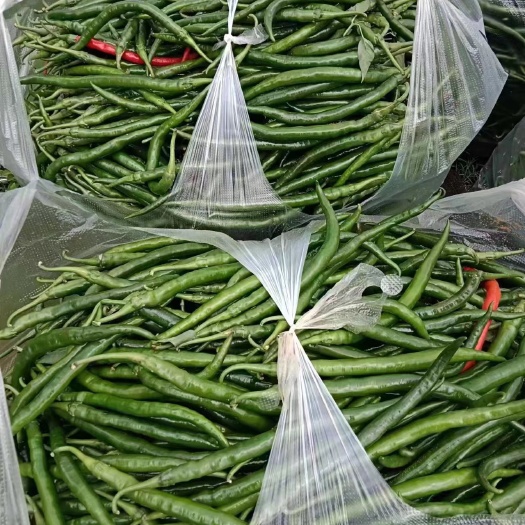 玉溪线椒