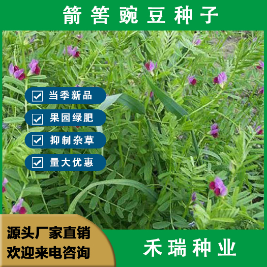 南京箭筈豌豆种子粮食饲草兼用轮作绿肥箭筈豌豆野豌豆大巢菜种籽牧草